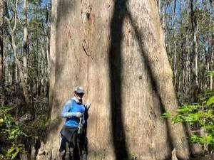 student stands next to enormous cypress tree