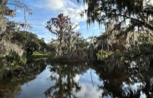 cypress trees on a large body of water