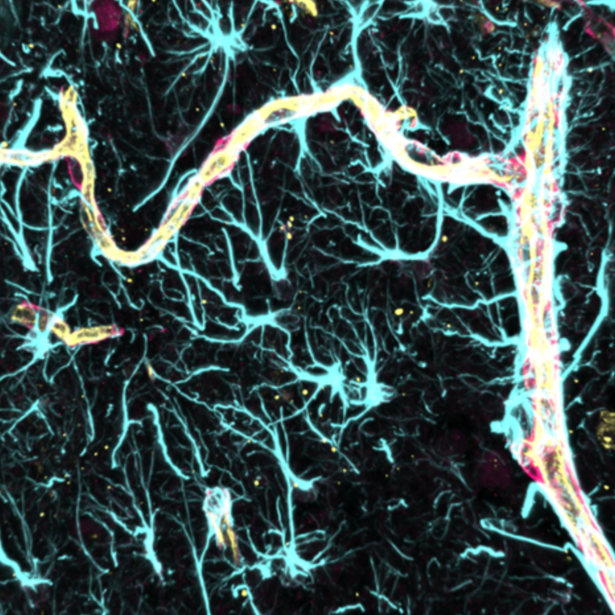 astrocytes and vessels 2