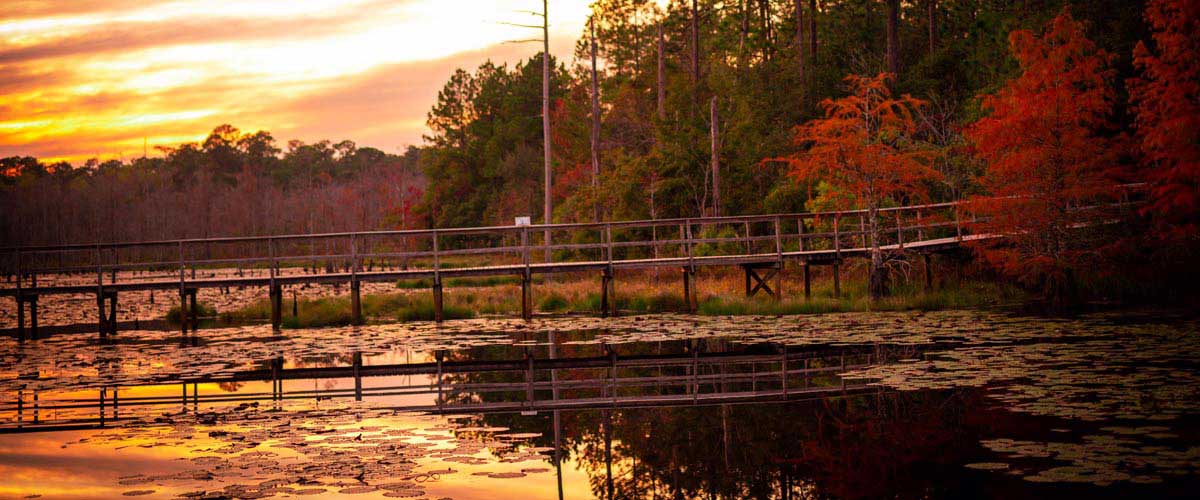 Bridge over water on USA campus.